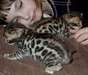 Magnifiques Chatons Bengal - photo 4