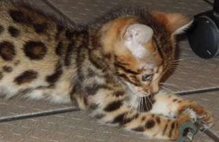 Magnifiques Chatons Bengal
