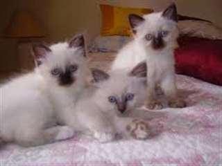 MAGNIFIQUES CHATONS BIRMANIE