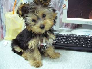 Yorkshire terrier toy pedigre