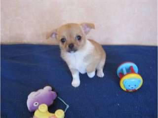 Chihuahua femelle poils courts à donner