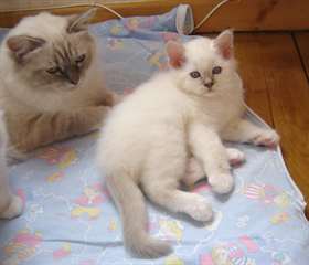 chaton sacré de Birmanie couples.