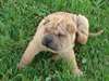 Chiot D Apparence shar pei . - photo 2