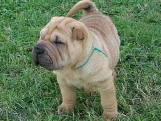 Chiot D Apparence shar pei .