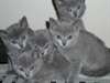 Magnifiques chatons chartreux - photo 1