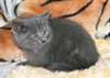 Magnifiques chatons chartreux - photo 2