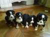 Chiots bouviers bernois - photo 1