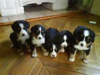 Chiots bouviers bernois