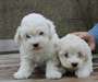 chiots d'apparence caniche male et femelle disponi - photo 2