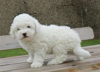 chiots d'apparence caniche male et femelle disponi
