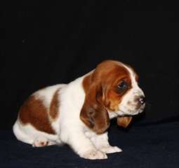 chiot Basset Hound de 4 mois a adopter