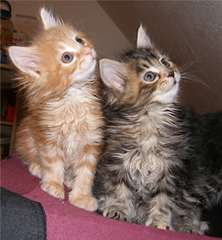 Chatons Main Coon m&#226;le et femelle