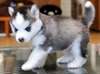 Husky Siberien pret pour partir - photo 1