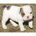 Super Beau Chiots Bulldog Anglais - photo 1