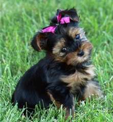 Chiots Yorkshire Terrier Pure Race