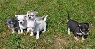 Magnifiques chiots chihuahua non LOF