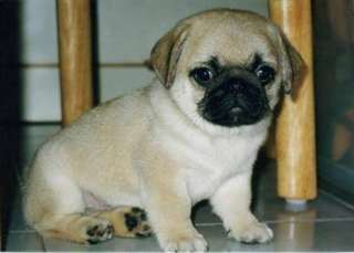 Adorable chiots carlin pour adoption