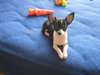 offre Chiot chihuahua femelle - photo 1