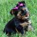 Chiots Yorkshire Terrier Pure Race - photo 1
