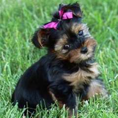 Chiots Yorkshire Terrier Pure Race