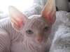 Chat sphynx ,lign&#233;e de champion - photo 2