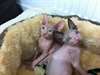 Chat sphynx ,lign&#233;e de champion - photo 3