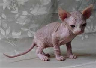 Chat sphynx ,lign&#233;e de champion