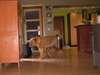 2 sublimes chiots mâle et femelle dogue de bordeau - photo 2