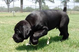 Chiots Boxer &#224; donner
