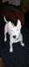 urgent Bull Terrier miniature blanc 7 mois - photo 1