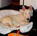 urgent Bull Terrier miniature blanc 7 mois - photo 2