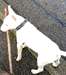 urgent Bull Terrier miniature blanc 7 mois - photo 3