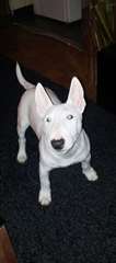 urgent Bull Terrier miniature blanc 7 mois