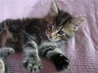chaton maincoone pour votre domicille