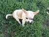 Chiots chihuahua disponible non lof. - photo 2