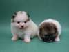 MAGNIFIQUES CHIOTS POMERANIEN MALES ET FEMELES - photo 1