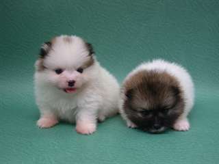 MAGNIFIQUES CHIOTS POMERANIEN MALES ET FEMELES