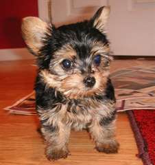sublimes chiots yorkie terrier pour adoption