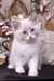 Super Chatons Ragdolls a donner - photo 1