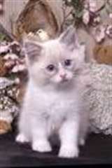 Super Chatons Ragdolls a donner