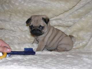 chiots types carlin a donner