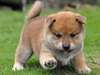 des chiots shiba inu pour adoption au prix de rien - photo 1