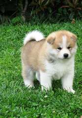 SUBLIMES CHIOTS AKITA INU