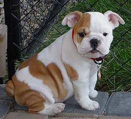 de tres beaux chiotsbulldog anglai au prix de rien
