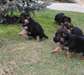 Magnifiques chiots Berger Allemand - photo 2
