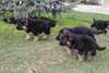 Magnifiques chiots Berger Allemand - photo 3