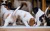 CHIOTS CAVALIER KING CHARLES LOF - photo 2