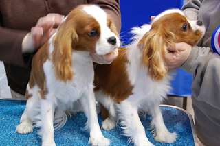 CHIOTS CAVALIER KING CHARLES LOF