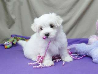 Chiots maltais pour adoption..