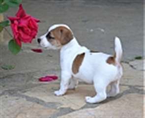 Chiots de type jack russel non lof
